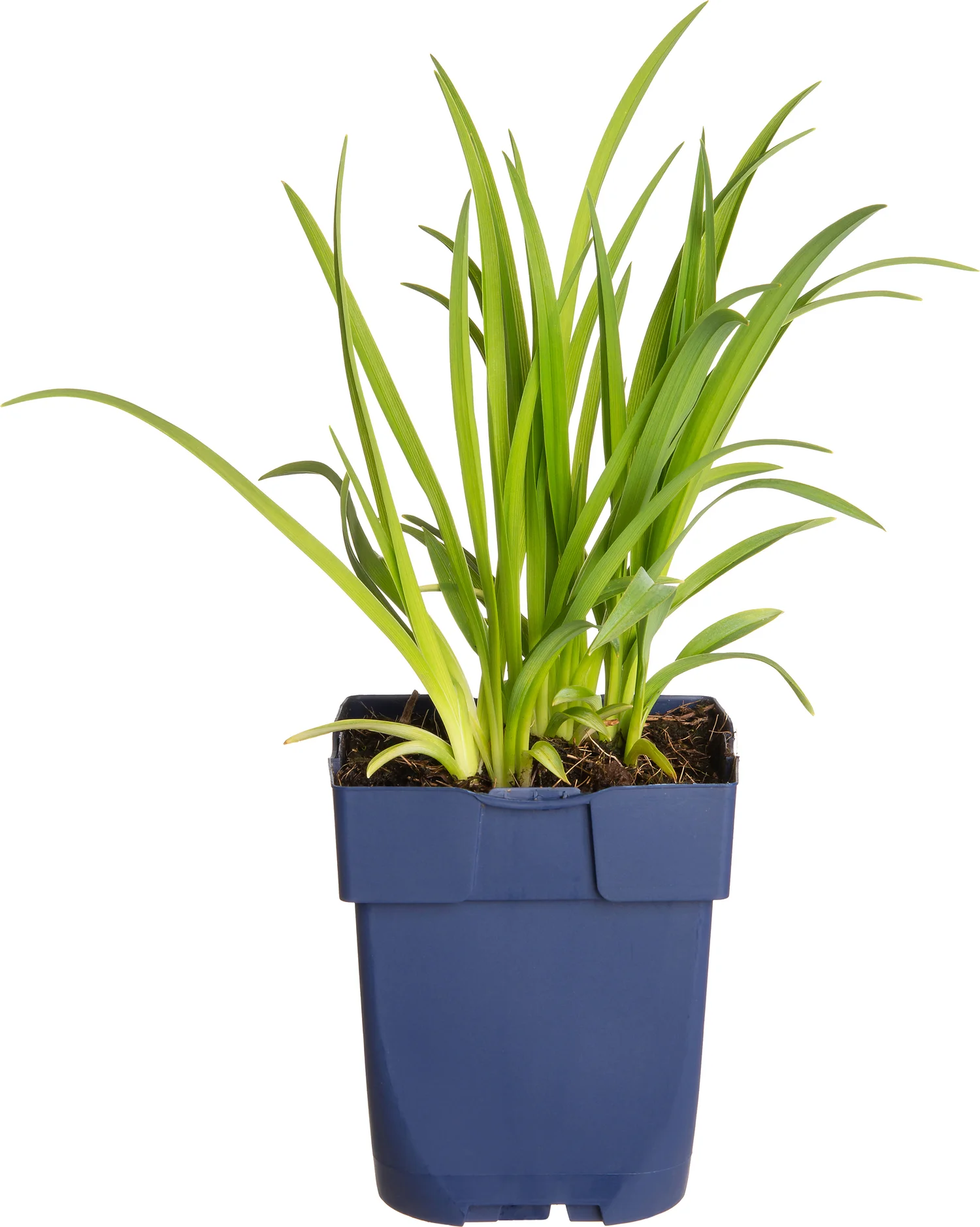 Daglelie (Hemerocallis 'Sammy Russell') D 11 H 70 cm