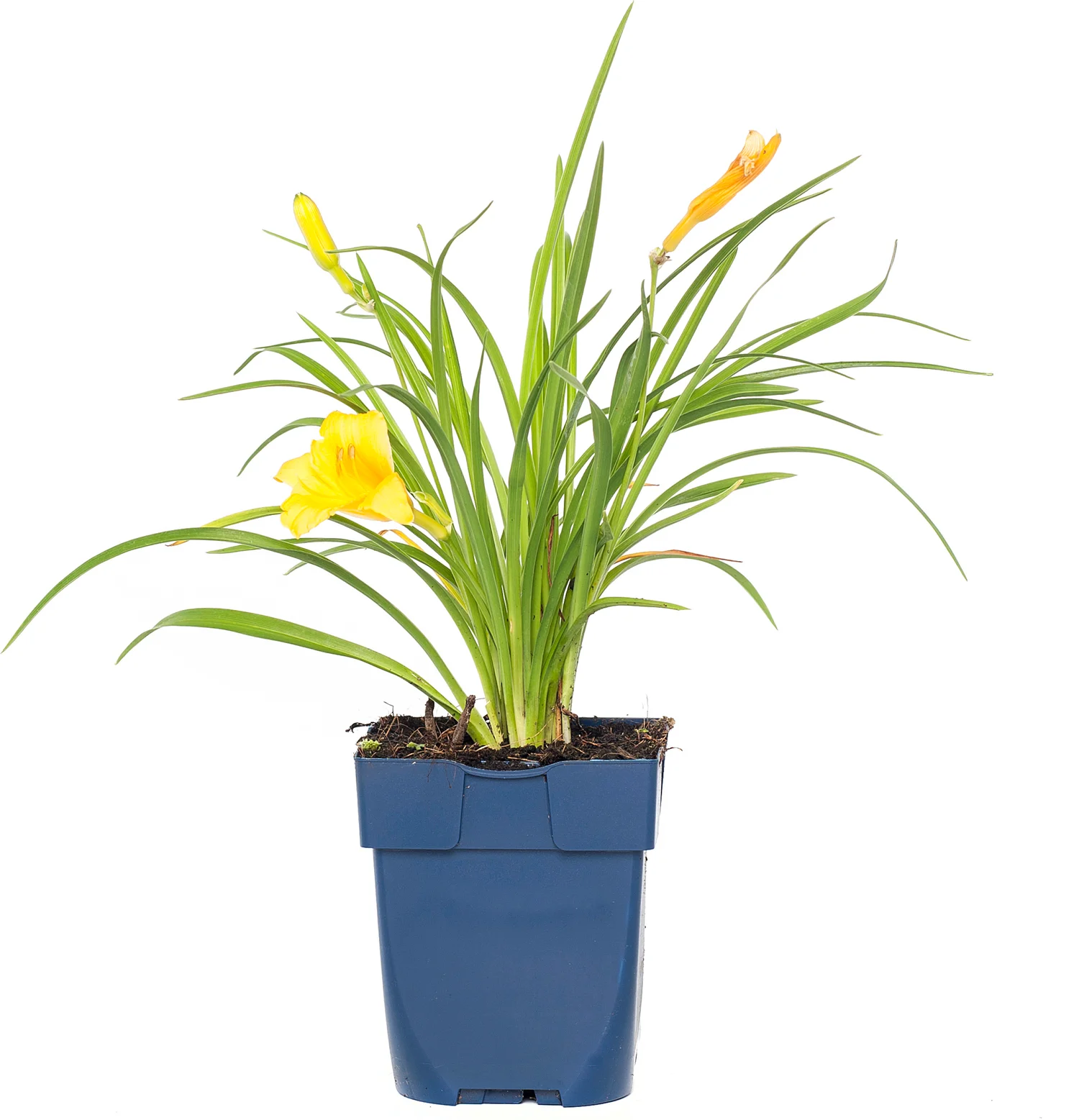 Daglelie (Hemerocallis 'Stella d'Oro') D 11 H 50 cm