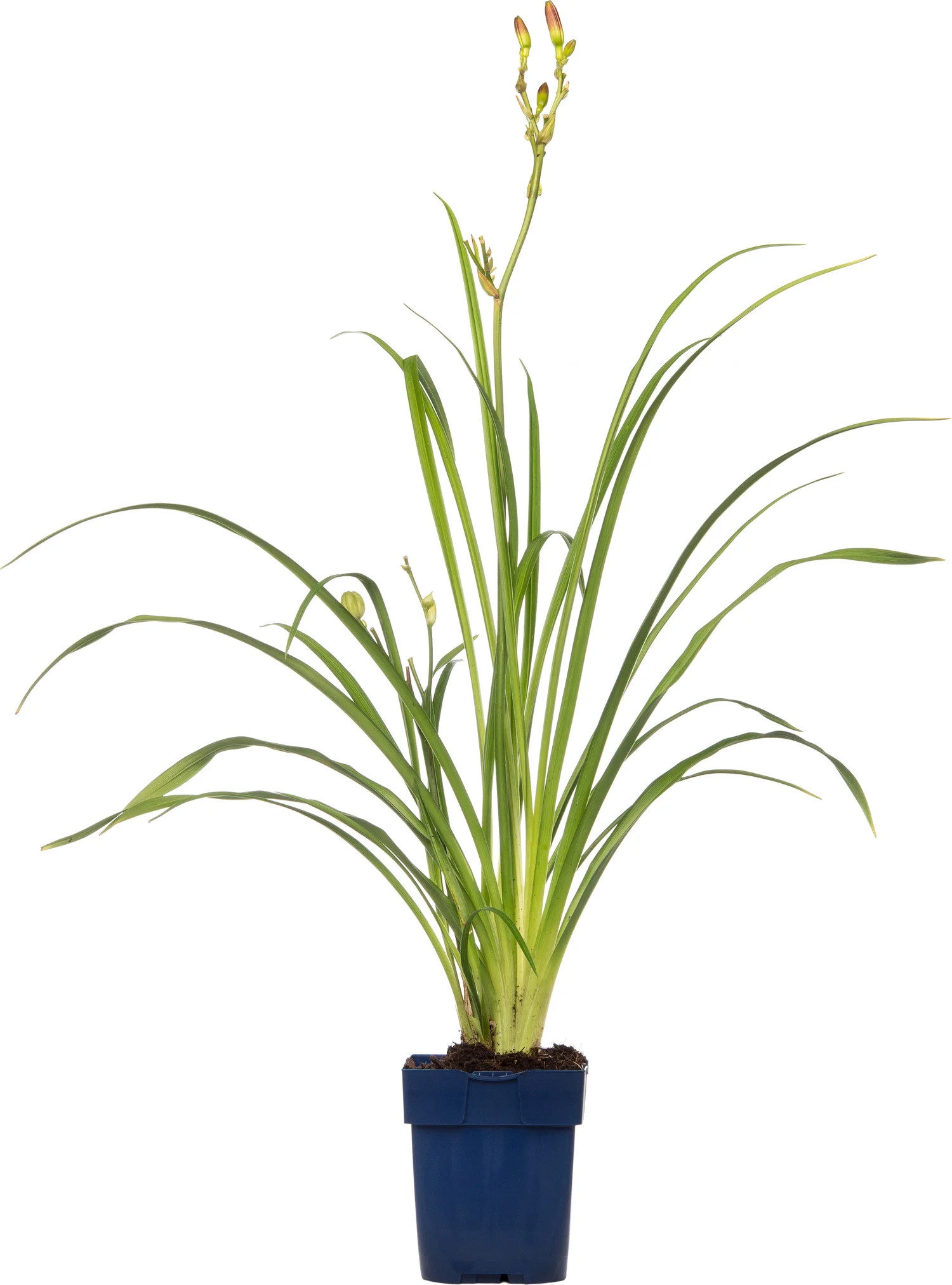 Daglelie (Hemerocallis 'Summer Wine') D 11 H 10 cm