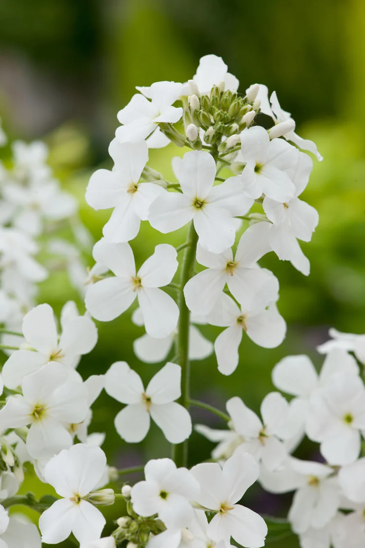 Damastbloem (Hesperis matronalis 'Alba') D 11 H 10 cm