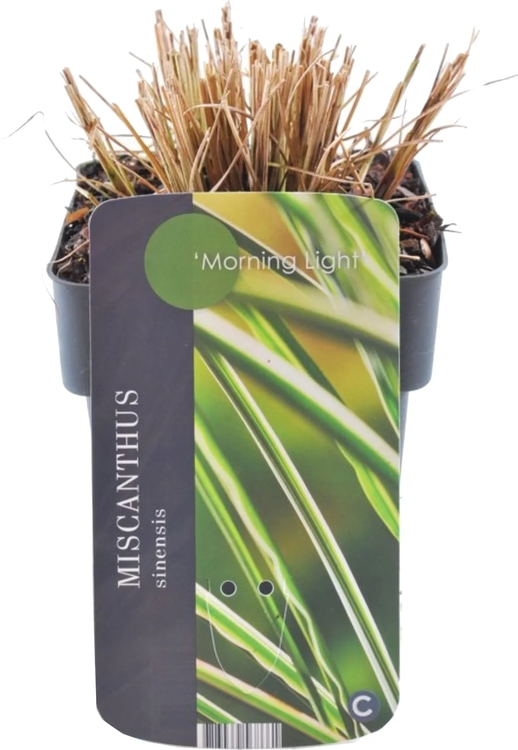 Chinees riet (Miscanthus sinensis 'Morning Light') D 17 H 10 cm