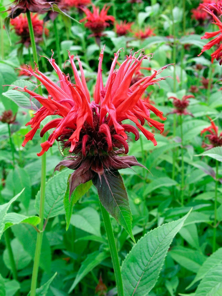 Bergamotplant (Monarda 'Cambridge Scarlet') D 11 H 80 cm