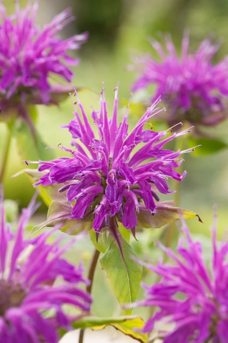 Bergamotplant (Monarda 'Marshall's Delight') D 11 H 100 cm