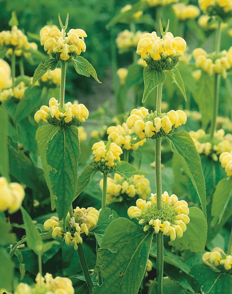 Brandkruid (Phlomis russeliana) D 11 H 90 cm