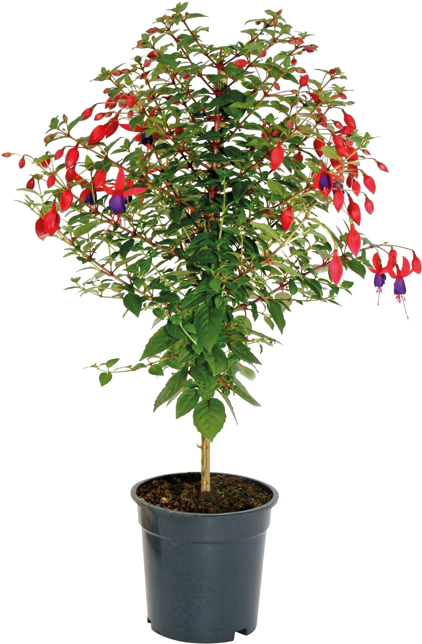 Bellenplant op stam (Fuchsia) D 17 H 65 cm