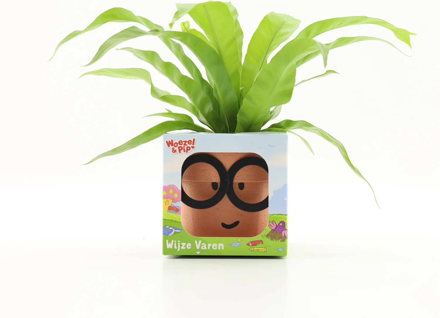 Arrangement Woezel & Pip Wijze Varen (Asplenium antiquum) D 12 H 30 cm