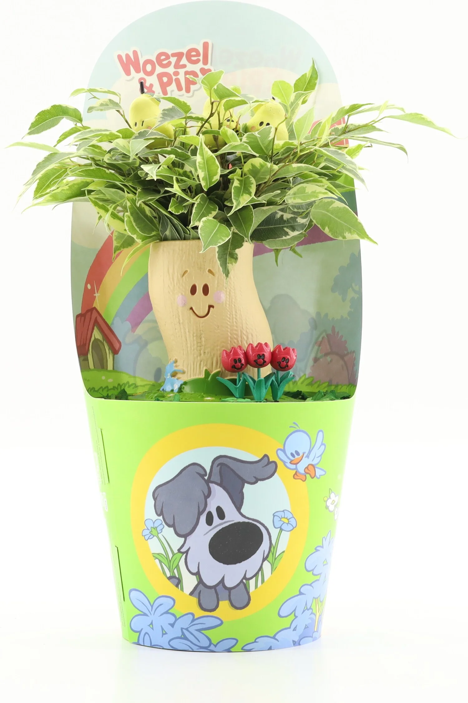 Arrangement Woezel & Pip Tante perenboom (Ficus benjamina 'Kinky')D 14 H 35 cm