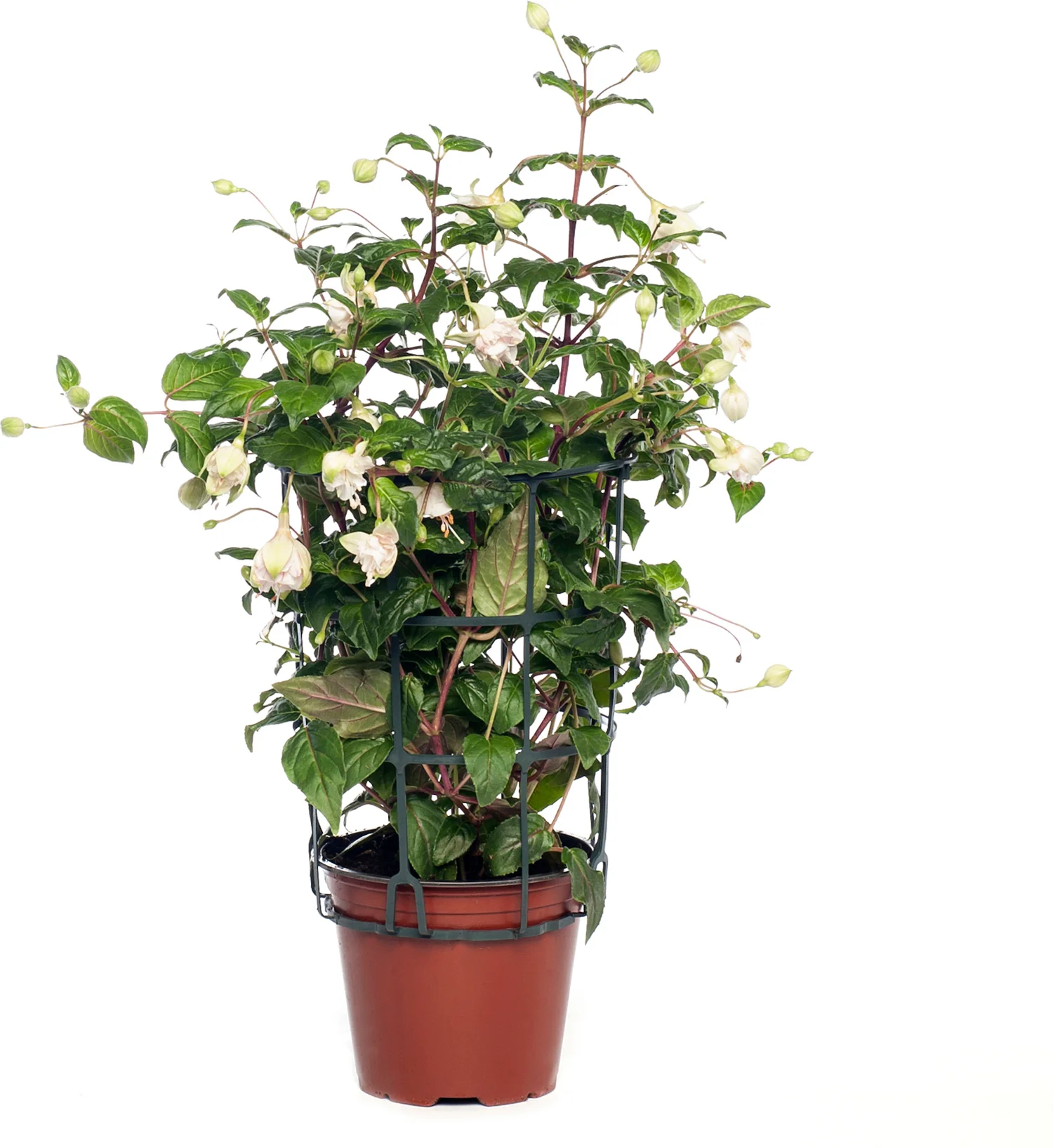 Bellenplant hang (Fuchsia 'Bella') D 10,5 H 16 cm