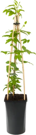 Bosrank (Clematis 'Blue Angel') D 16 H 75 cm