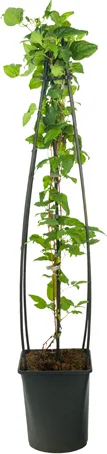 Bosrank (Clematis 'Blue Angel') D 23 H 117 cm