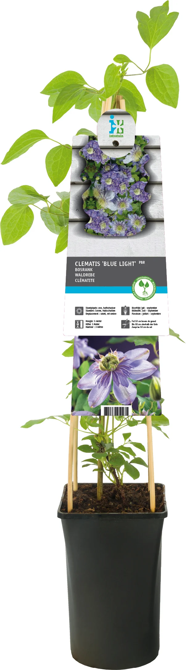 Bosrank (Clematis 'Blue Light') D 17 H 75 cm