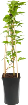 Bosrank (Clematis 'Comtesse de Bouchaud') D 16 H 75 cm