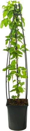 Bosrank (Clematis 'Dr. Ruppel') D 23 H 117 cm