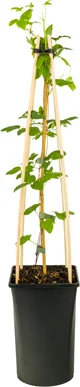 Bosrank (Clematis 'Forever Friends') D 23 H 115 cm