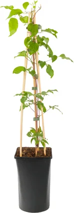 Bosrank (Clematis 'Gladys Picard') D 16 H 75 cm