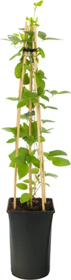 Bosrank (Clematis 'Guernsey Cream') D 16 H 75 cm