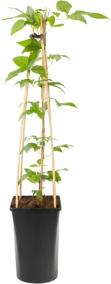 Bosrank (Clematis 'Hagley Hybrid') D 16 H 90 cm