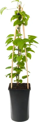 Bosrank (Clematis 'Jackmanii') D 16 H 75 cm