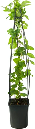 Bosrank (Clematis 'Jackmanii') D 23 H 117 cm