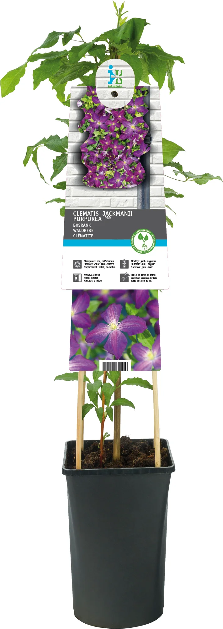 Bosrank (Clematis 'Jackmanii Purpurea') D 17 H 75 cm