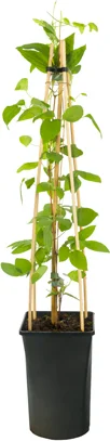 Bosrank (Clematis 'John Paul II') D 16 H 75 cm