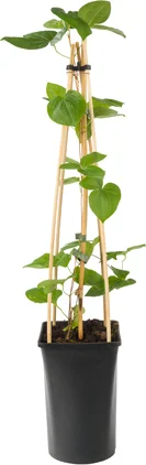 Bosrank (Clematis 'Madame Le Coultre') D 16 H 75 cm