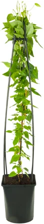 Bosrank (Clematis 'Madame Le Coultre') D 23 H 117 cm