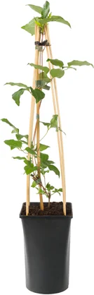 Bosrank (Clematis 'Miss Bateman') D 16 H 75 cm