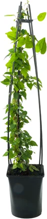 Bosrank (Clematis 'Miss Bateman') D 23 H 117 cm