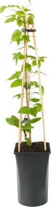 Bosrank (Clematis 'Mrs. Cholmondeley') D 16 H 75 cm