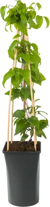 Bosrank (Clematis 'Mrs. N. Thompson') D 16 H 75 cm