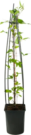 Bosrank (Clematis 'Multi Blue') D 23 H 117 cm