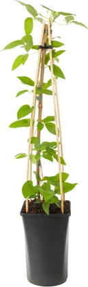 Bosrank (Clematis 'Nelly Moser') D 16 H 75 cm