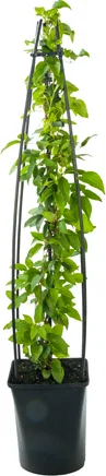 Bosrank (Clematis 'Nelly Moser') D 23 H 117 cm