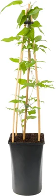 Bosrank (Clematis 'Niobe') D 16 H 75 cm