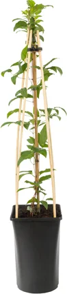 Bosrank (Clematis 'Noora') D 16 H 75 cm