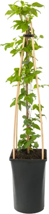 Bosrank (Clematis 'Piilu') D 16 H 75 cm