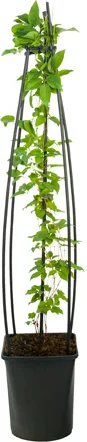 Bosrank (Clematis 'Piilu') D 23 H 117 cm
