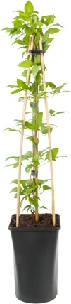Bosrank (Clematis 'Pink Fantasy') D 16 H 75 cm