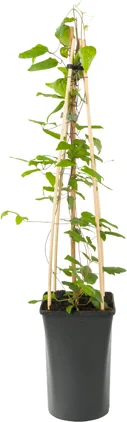 Bosrank (Clematis 'Rouge Cardinal') D 16 H 75 cm