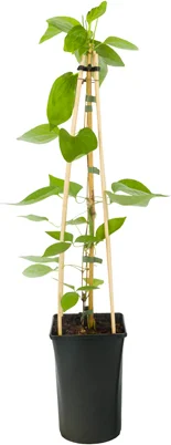 Bosrank (Clematis 'Snow Queen') D 16 H 75 cm