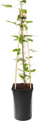 Bosrank (Clematis 'SoMany® Blue Flowers') D 16 H 75 cm