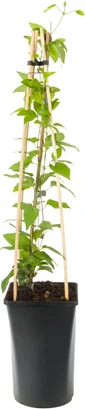 Bosrank (Clematis 'SoMany® White Flowers') D 16 H 75 cm