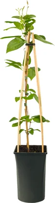 Bosrank (Clematis 'Star of India') D 16 H 75 cm