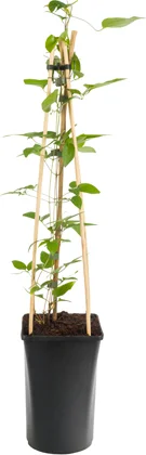 Bosrank (Clematis 'The President') D 16 H 75 cm
