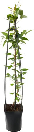 Bosrank (Clematis 'The President') D 23 H 117 cm