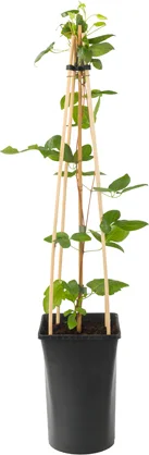 Bosrank (Clematis 'Ville de Lyon') D 16 H 75 cm