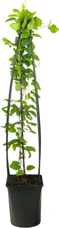Bosrank (Clematis 'Ville de Lyon') D 23 H 117 cm