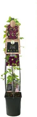 Bosrank (Clematis 'Warszawska Nike') D 23 H 115 cm