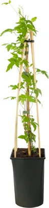 Bosrank (Clematis alpina) D 16 H 75 cm